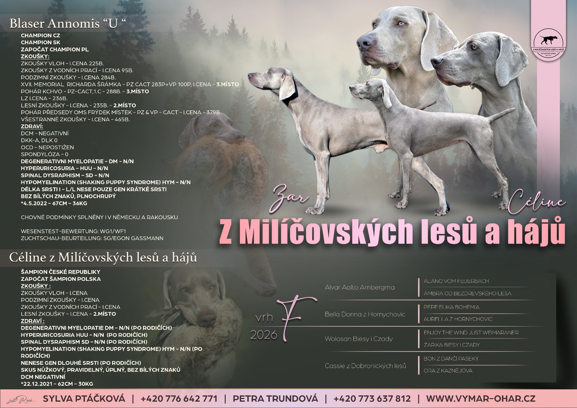 Štěňata 2026 - plánovaný vrh "F" - výmarský ohař - z Milíčovských lesů a hájů