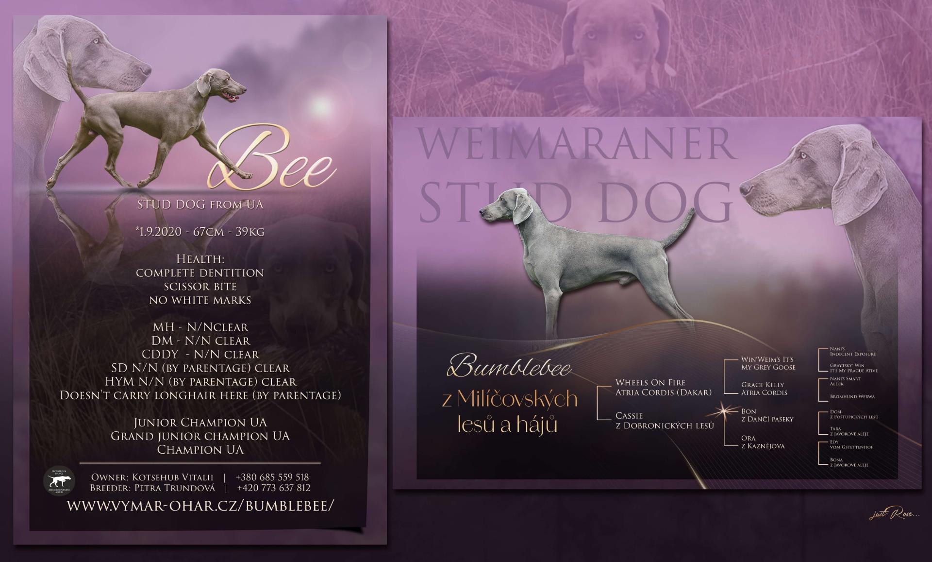 Bumblebee z Milíčovských lesů a hájů